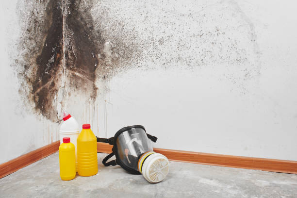 Professional Mold Removal in Gillett, WI