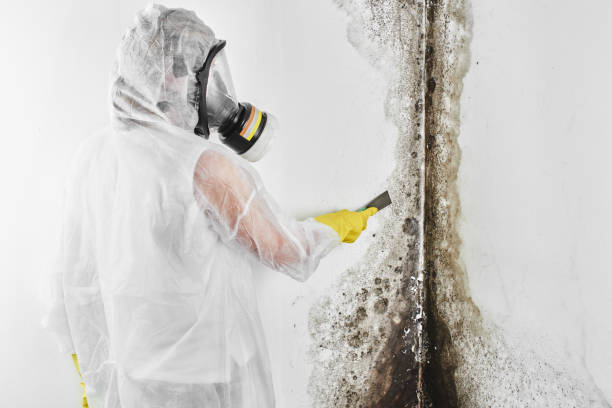 Best Local Mold Removal Service  in Gillett, WI
