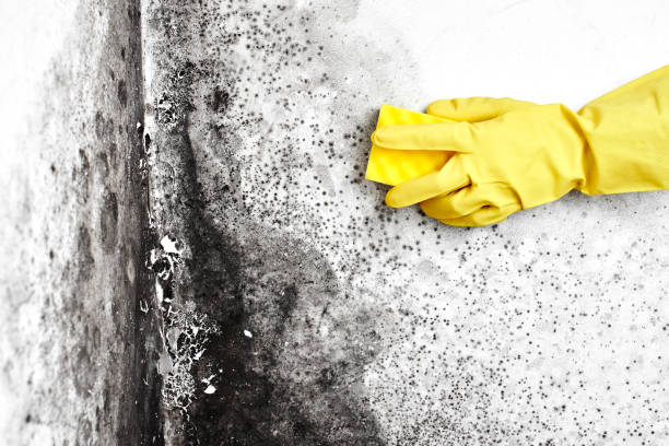 Mold Testing and Removal in Gillett, WI