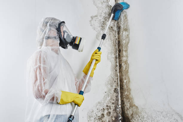 Best Residential Mold Removal  in Gillett, WI