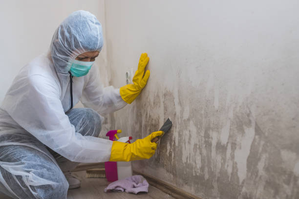 Best Home Mold Removal  in Gillett, WI
