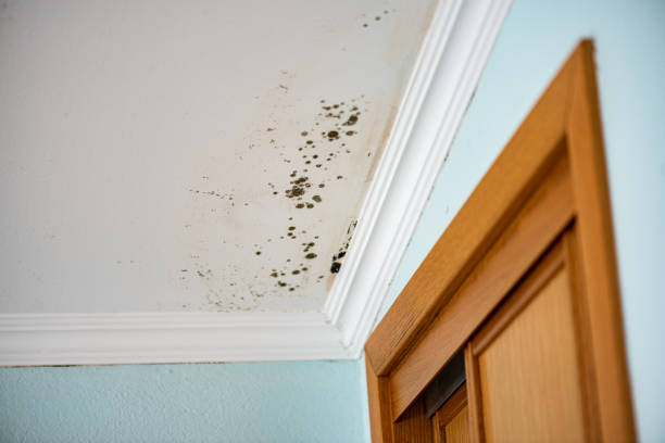 Best Emergency Mold Removal  in Gillett, WI