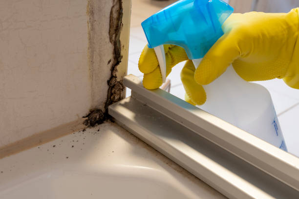 Attic Mold Removal in Gillett, WI