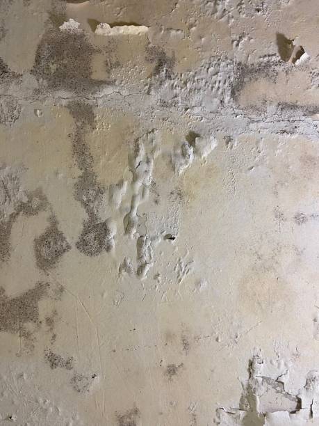 Professional Mold Removal in Gillett, WI