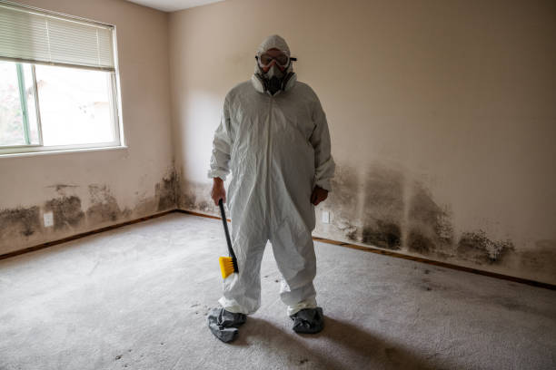 Best Mold Cleaning Services  in Gillett, WI