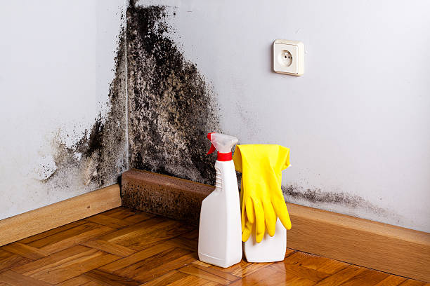 Best Black Mold Removal  in Gillett, WI