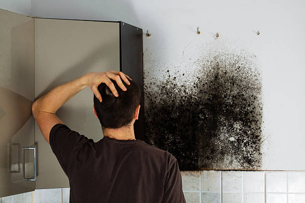 Best Mold Testing  in Gillett, WI