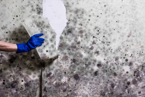 Mold Removal and Inspection in Gillett, WI