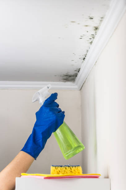 Best Office Mold Removal Services  in Gillett, WI